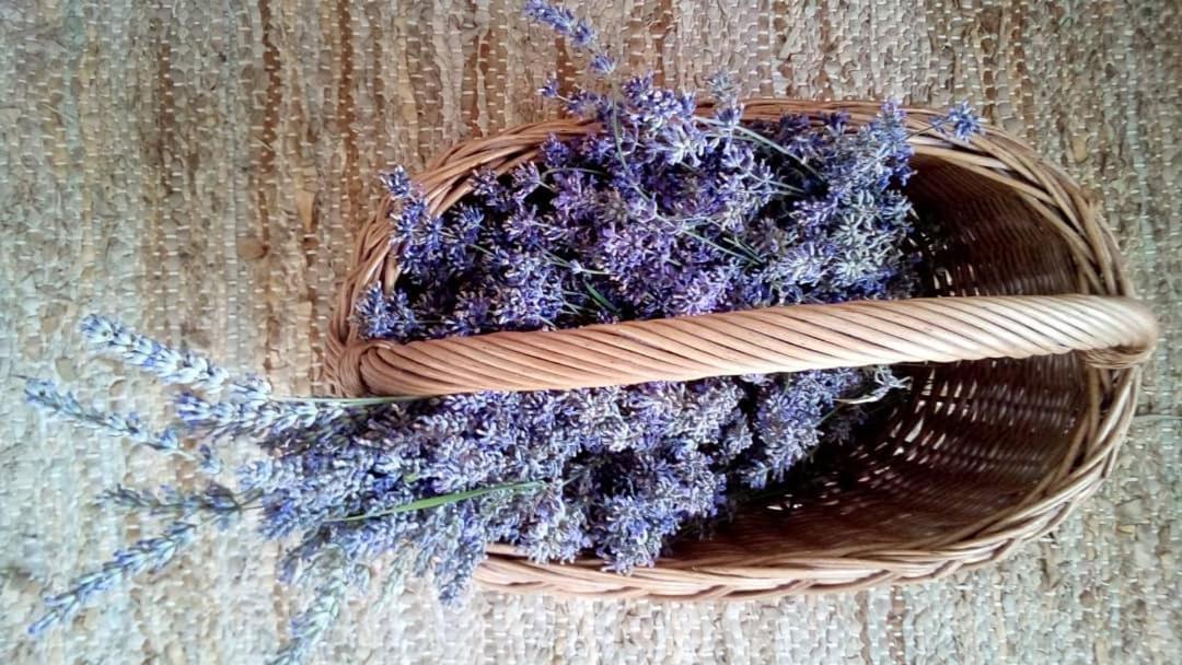 Sobe Lavanda Kladovo Exteriör bild