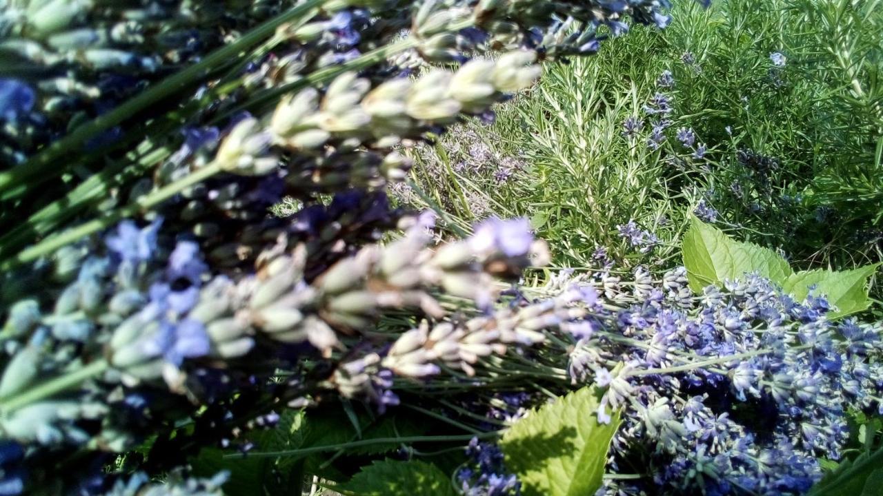 Sobe Lavanda Kladovo Exteriör bild